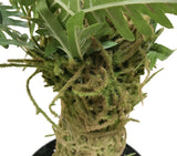 Artificial Fern Palm Tree 150cm
